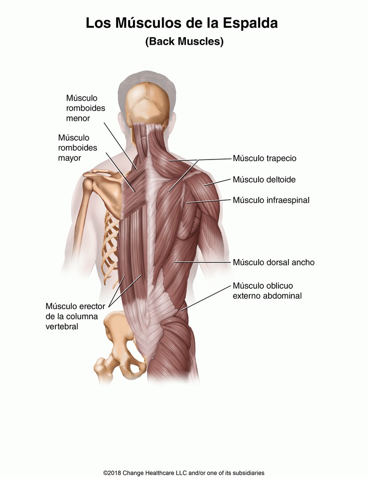 Back Muscles: Illustration