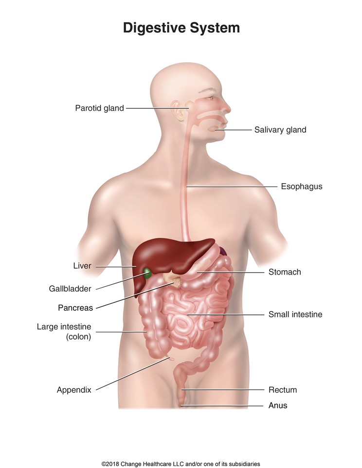 Digestive System: Illustration