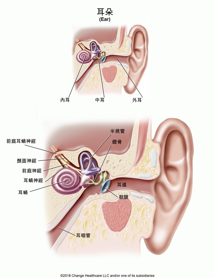 Ear: Illustration