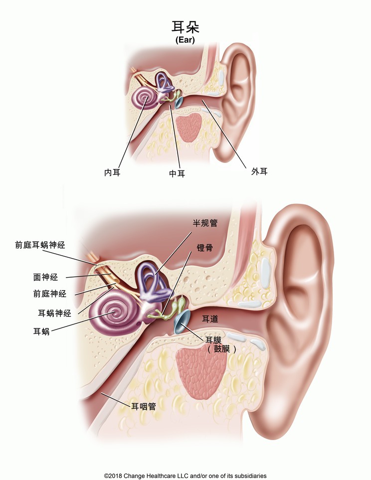 Ear: Illustration