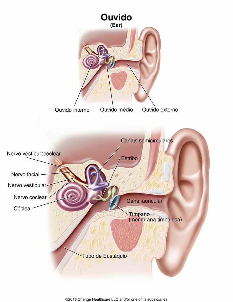 Ear: Illustration