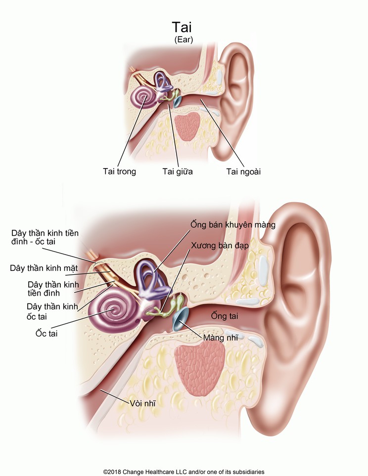 Ear: Illustration