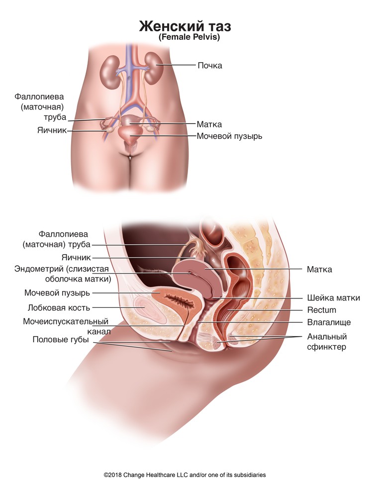 Female Pelvis: Illustration