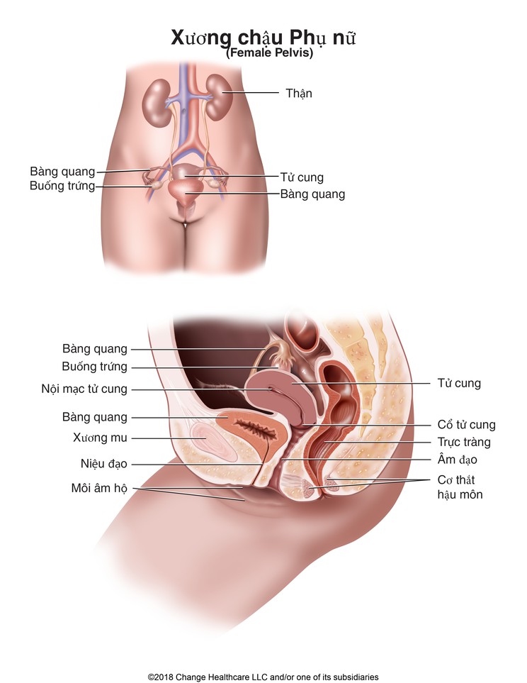 Female Pelvis: Illustration