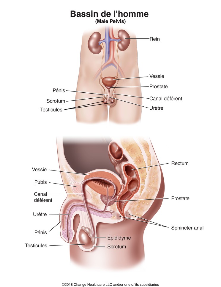 Male Pelvis: Illustration