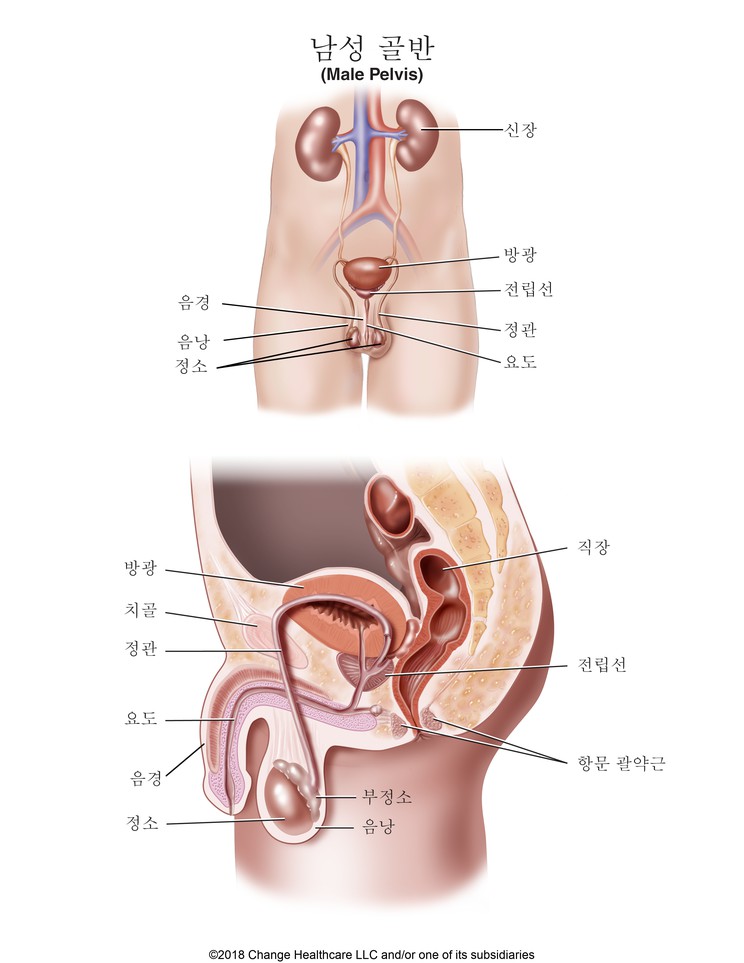 Male Pelvis: Illustration