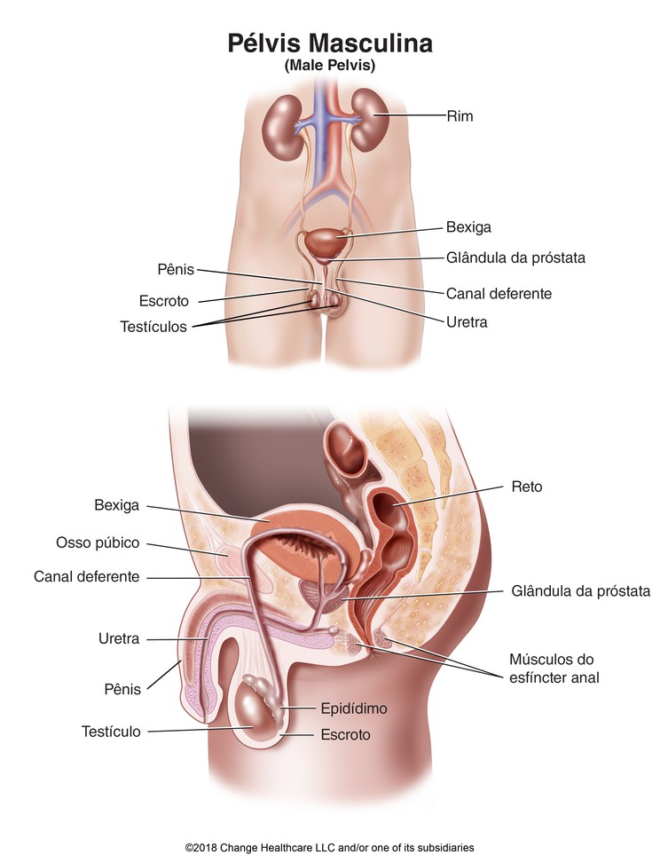 Male Pelvis: Illustration