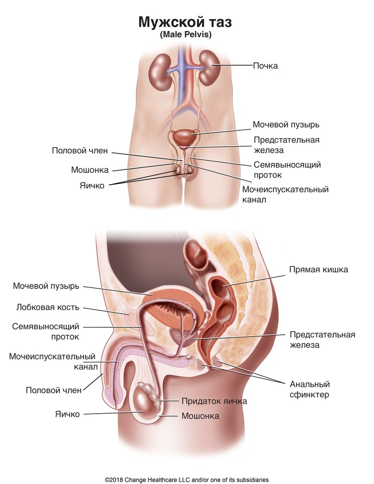 Male Pelvis: Illustration