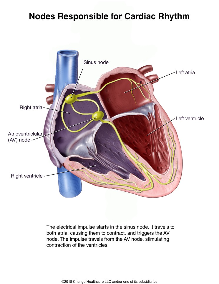 Nodes Responsible for Cardiac Rhythm: Illustration