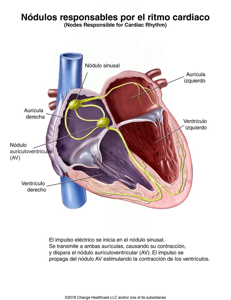 Nodes Responsible for Cardiac Rhythm: Illustration