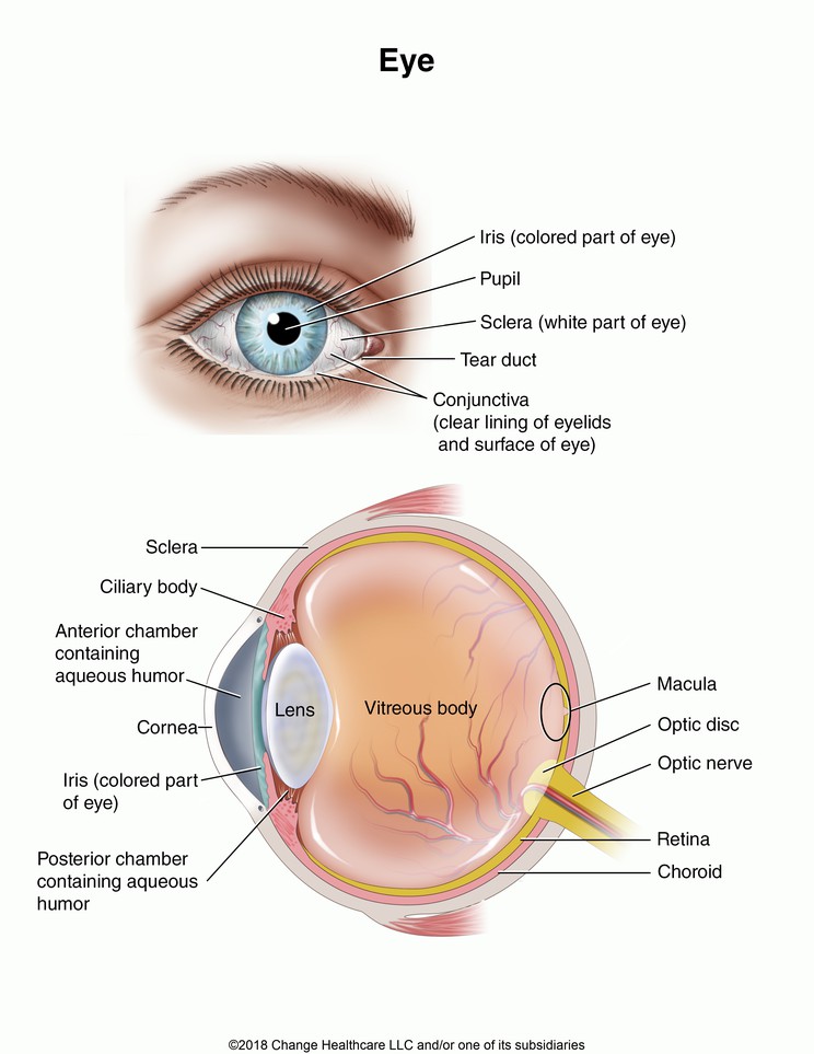 Eye: Illustration