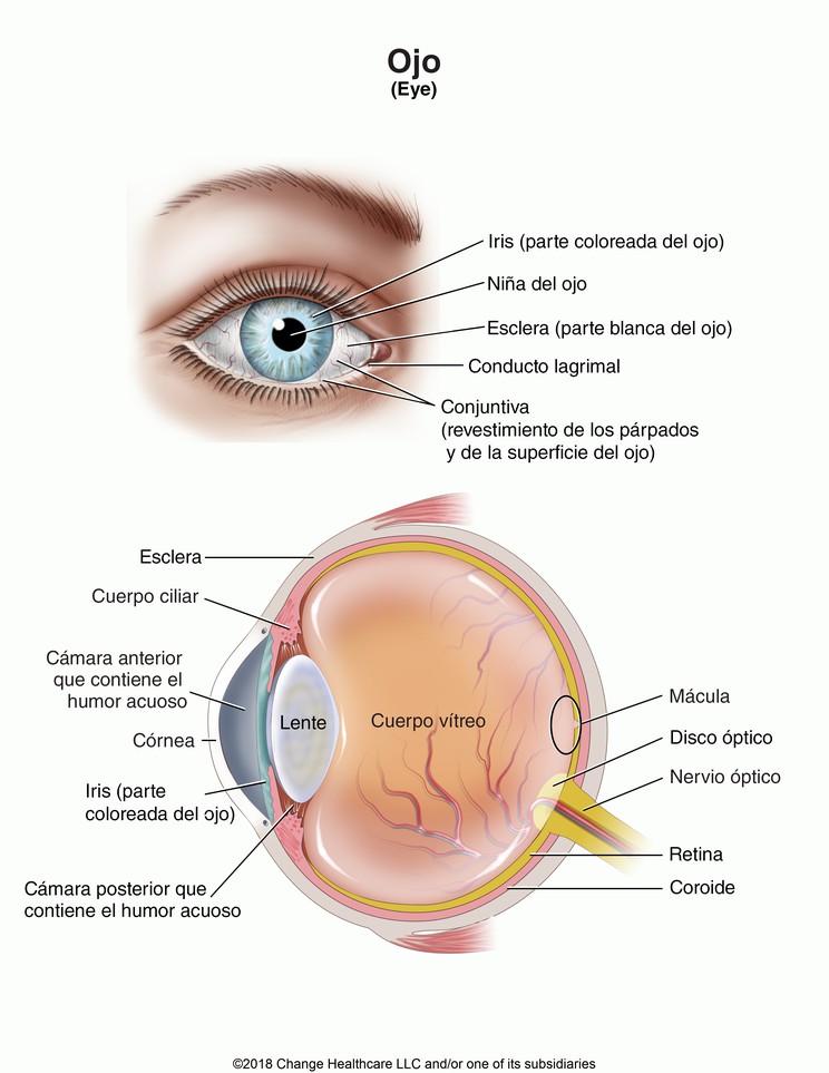 Eye: Illustration