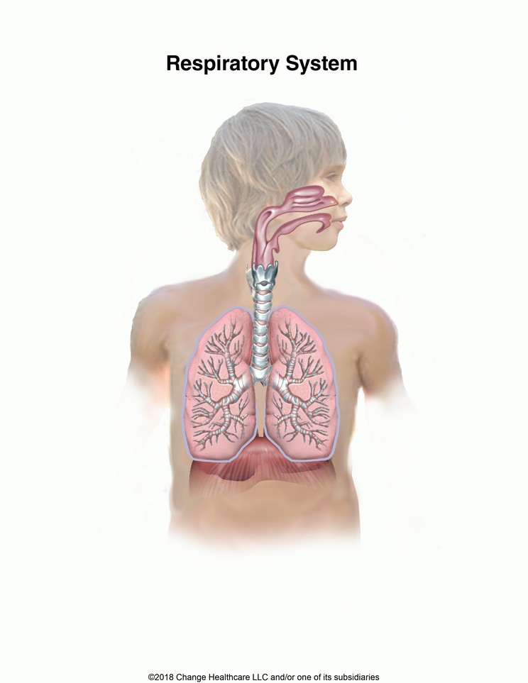 Respiratory System (Child): Illustration