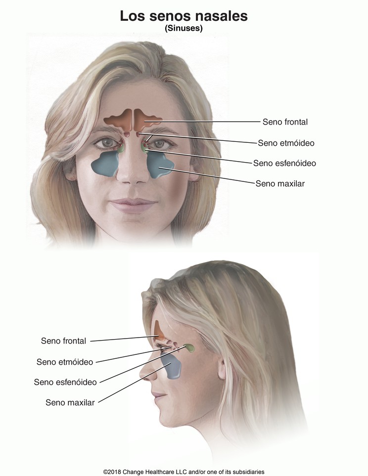 Sinuses: Illustration