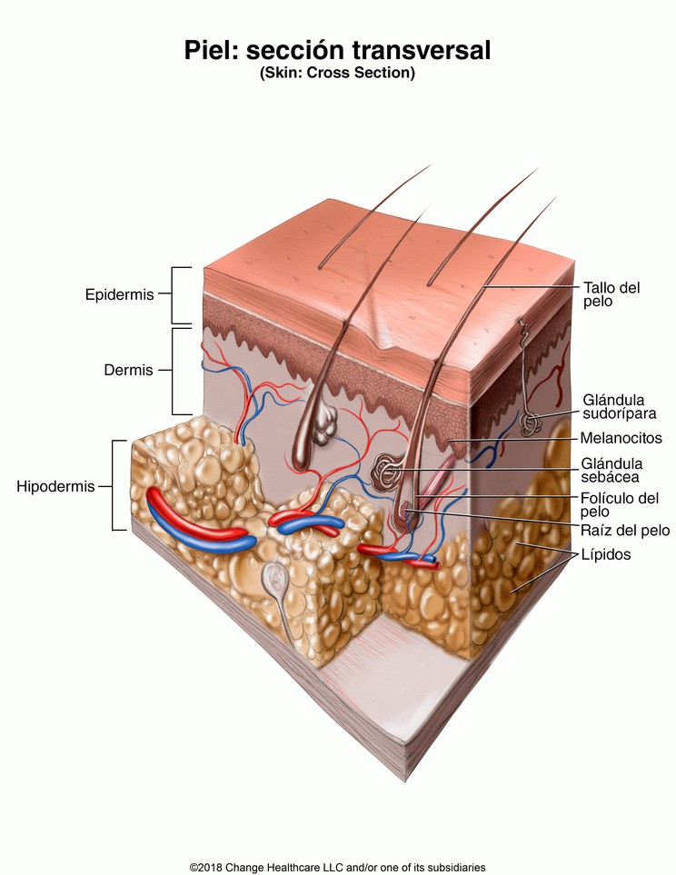 Skin, Cross Section: Illustration