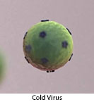 Thumbnail image of: Cold Virus: Animation