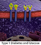 Thumbnail image of: Type 1 Diabetes and Glucose: Animation