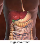 Thumbnail image of: Digestive Tract: Animation