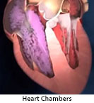 Thumbnail image of: Heart Chambers: Animation