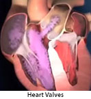 Thumbnail image of: Heart Valves: Animation