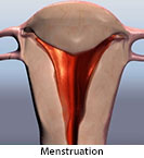 Thumbnail image of: Menstruation (Menstrual Period): Animation
