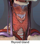 Thumbnail image of: Thyroid Gland: Animation