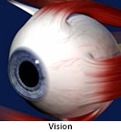 Thumbnail image of: Vision: Animation