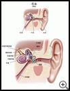 Thumbnail image of: Ear: Illustration