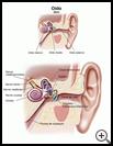 Thumbnail image of: Ear: Illustration