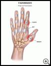 Thumbnail image of: Finger and Thumb Sprain: Illustration