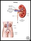 Thumbnail image of: Kidney: Illustration