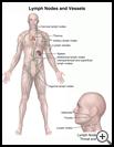 Thumbnail image of: Lymph Nodes and Vessels: Illustration