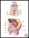 Thumbnail image of: Male Pelvis: Illustration