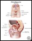 Thumbnail image of: Male Pelvis: Illustration