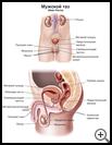 Thumbnail image of: Male Pelvis: Illustration