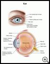 Thumbnail image of: Eye: Illustration