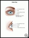 Thumbnail image of: Outer Eye: Illustration