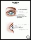 Thumbnail image of: Outer Eye: Illustration