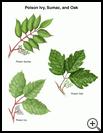 Thumbnail image of: Poison Ivy, Sumac, and Oak: Illustration