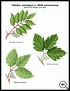 Thumbnail image of: Poison Ivy, Sumac, and Oak: Illustration