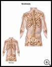 Thumbnail image of: Scoliosis: Illustration