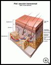 Thumbnail image of: Skin, Cross Section: Illustration