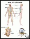 Thumbnail image of: Spinal Cord and Vertebrae: Illustration