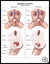 Thumbnail image of: Urinary System in Children: Illustration