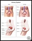 Thumbnail image of: Urinary System: Illustration