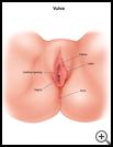 Thumbnail image of: Vulva: Illustration