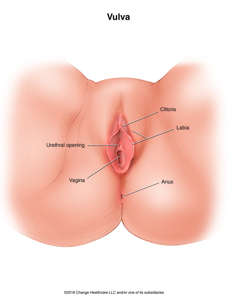 Vulva: Illustration